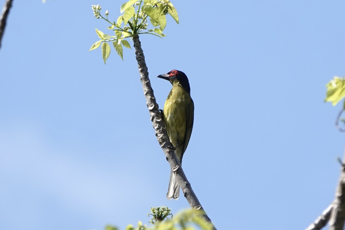 Green Figbird - ML625907443