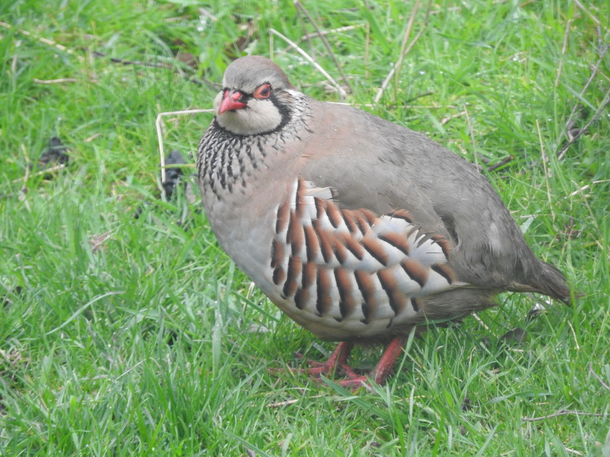 Red-legged Partridge - ML625907445