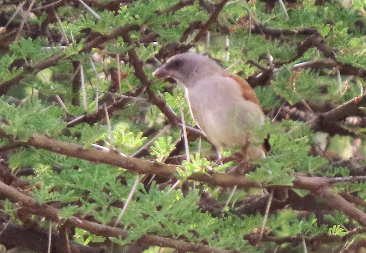 Swahili Sparrow - Rick Jacobsen