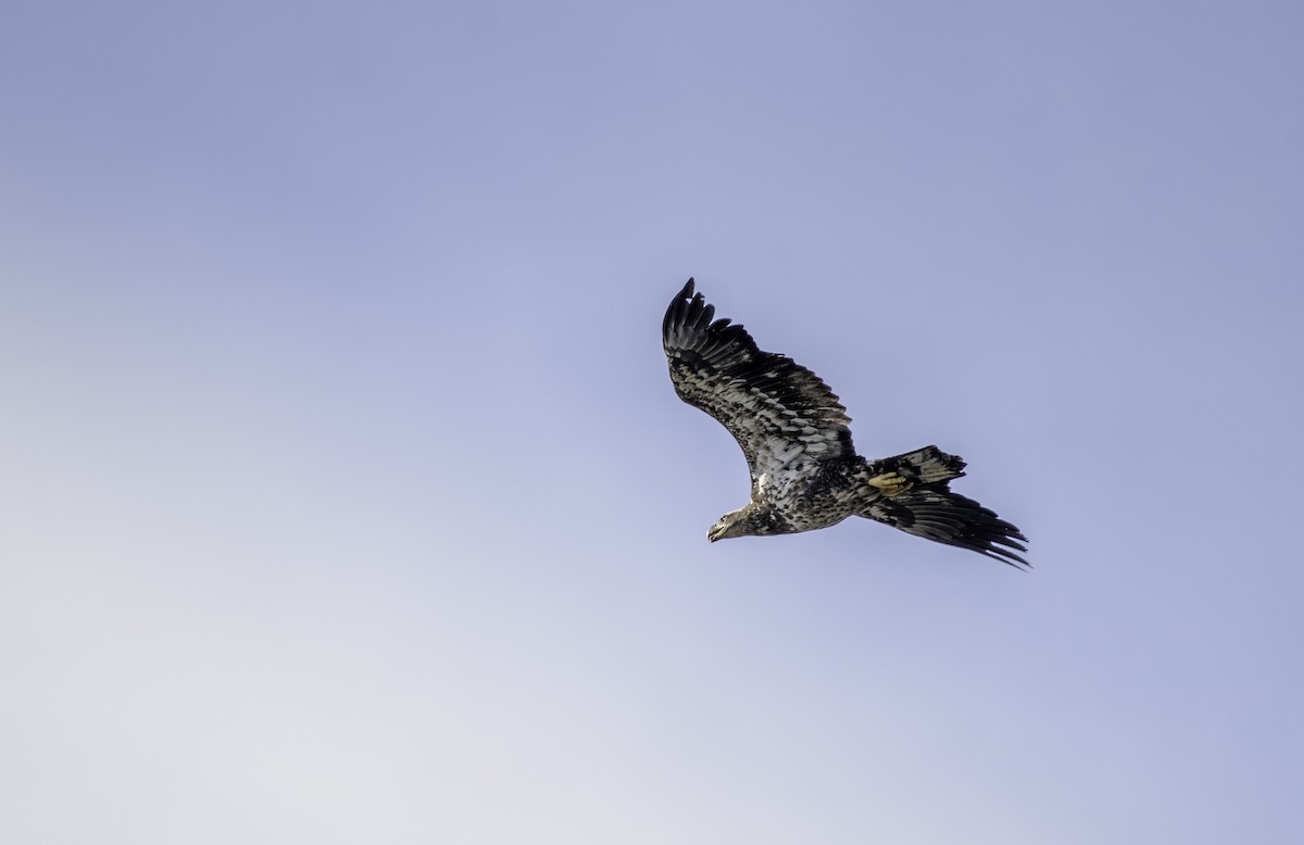 Bald Eagle - ML625907451