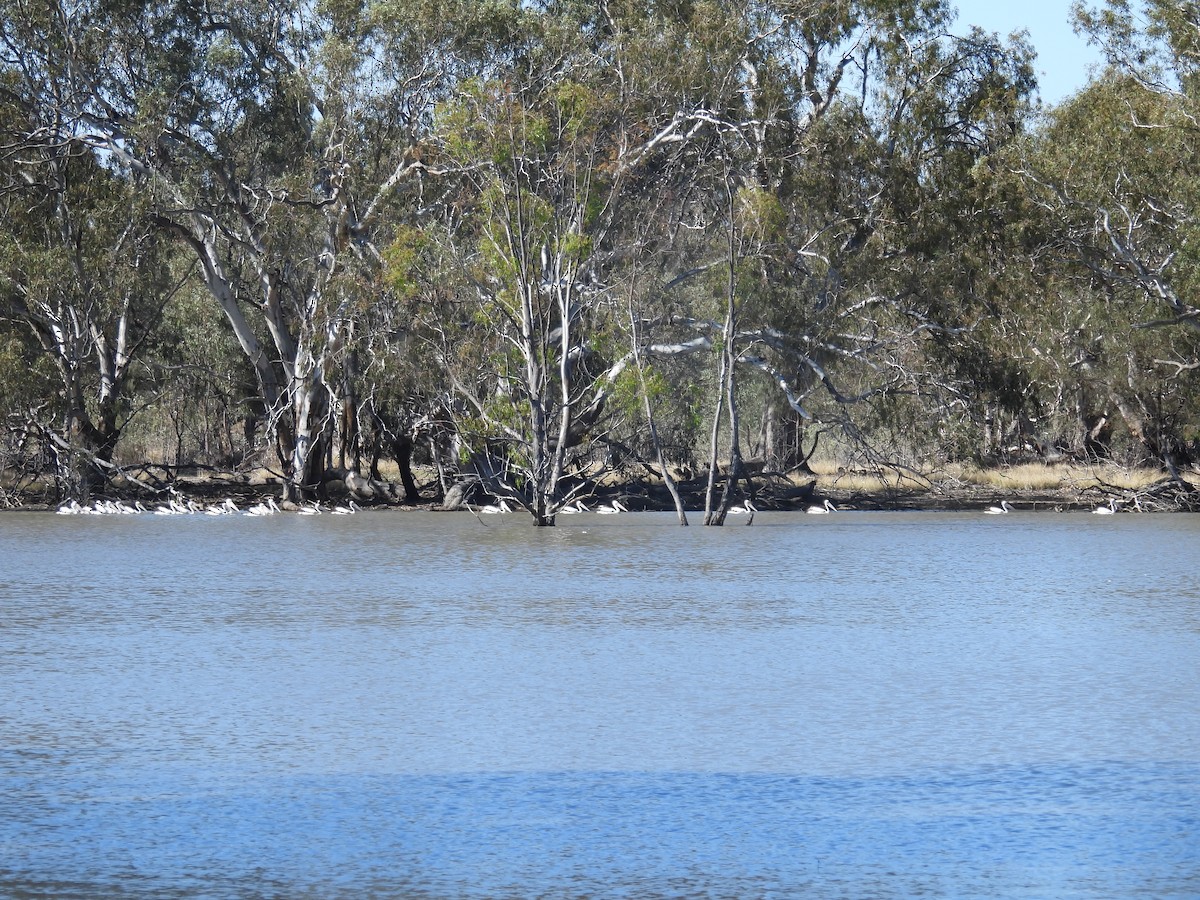 Australian Pelican - Helen Erskine-Behr