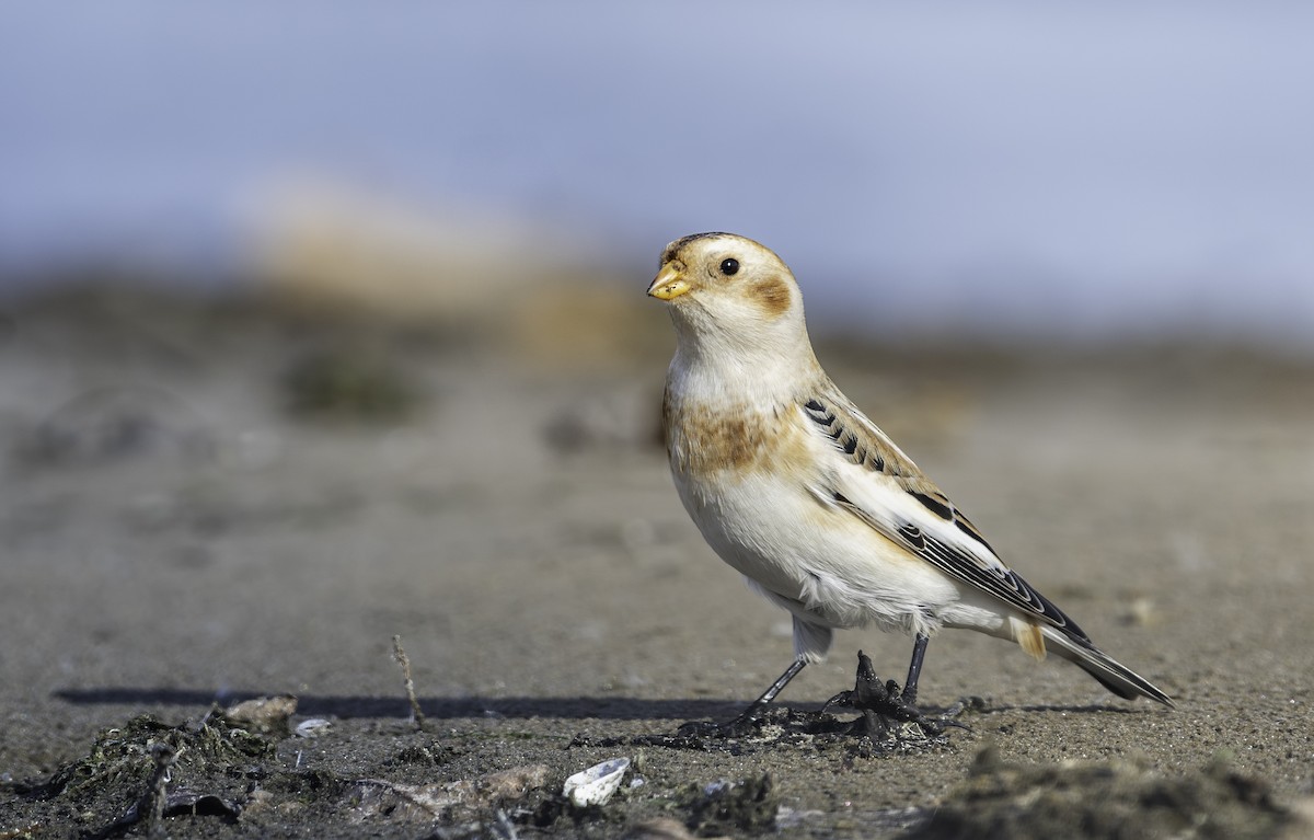 Snow Bunting - Joseph Edleblute