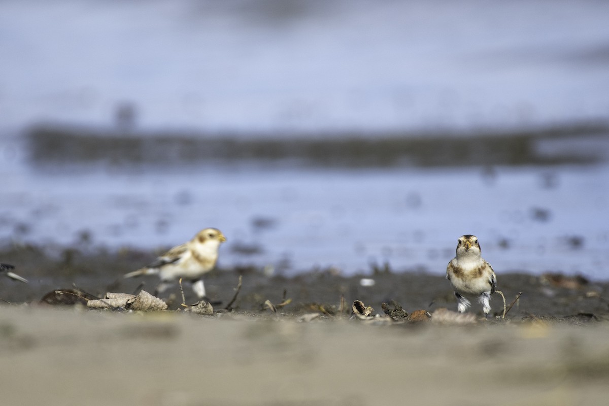 Snow Bunting - ML625907455