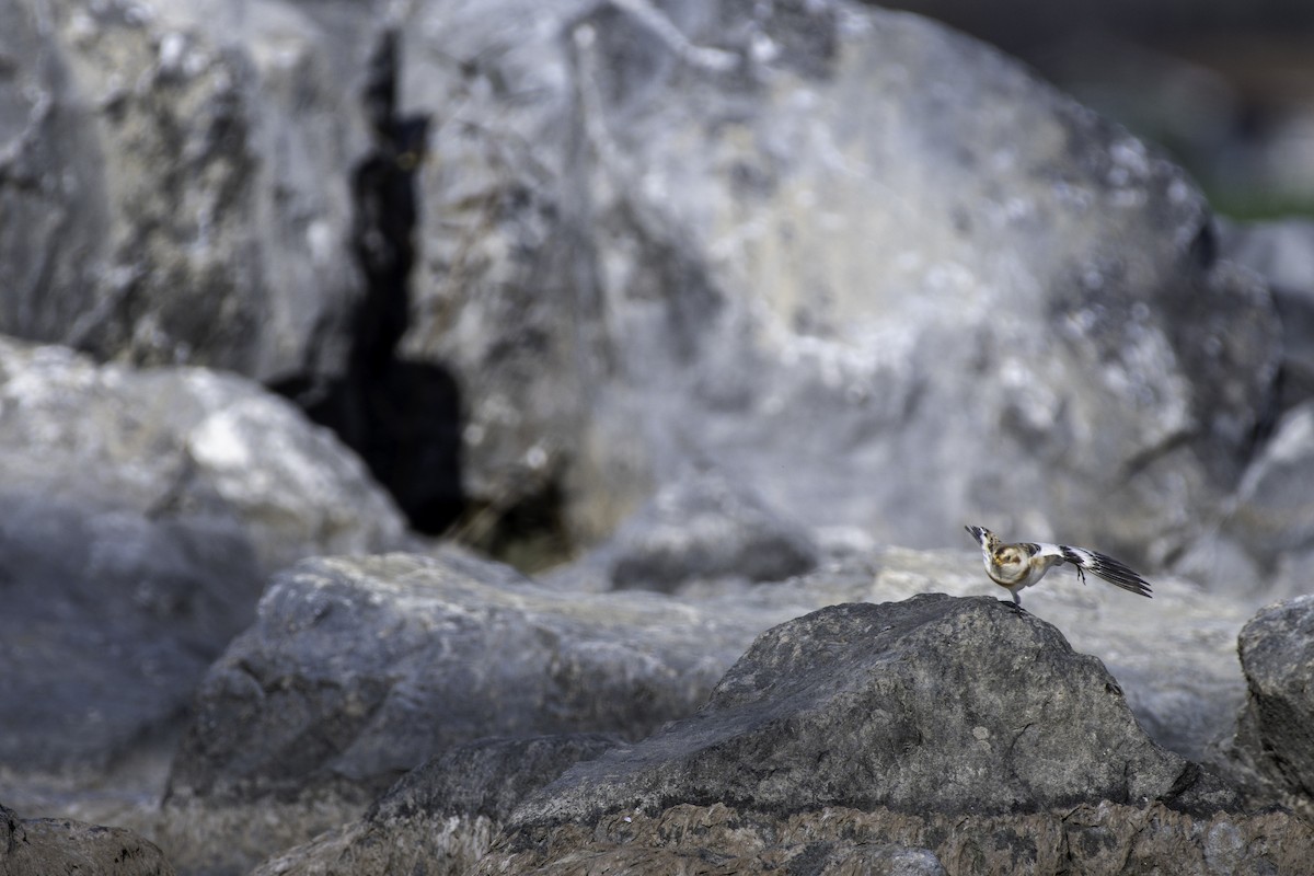 Snow Bunting - ML625907456