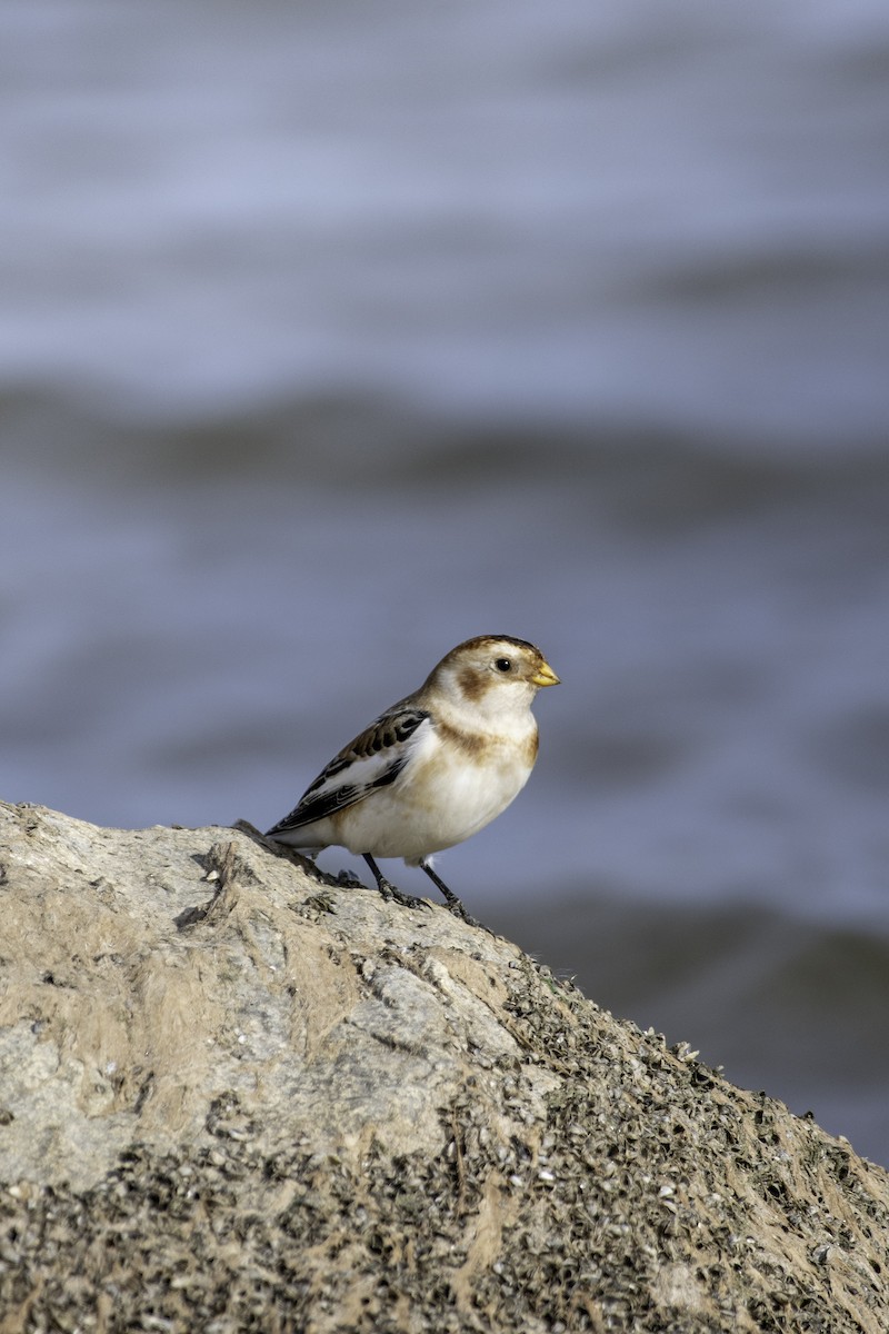 Snow Bunting - ML625907457