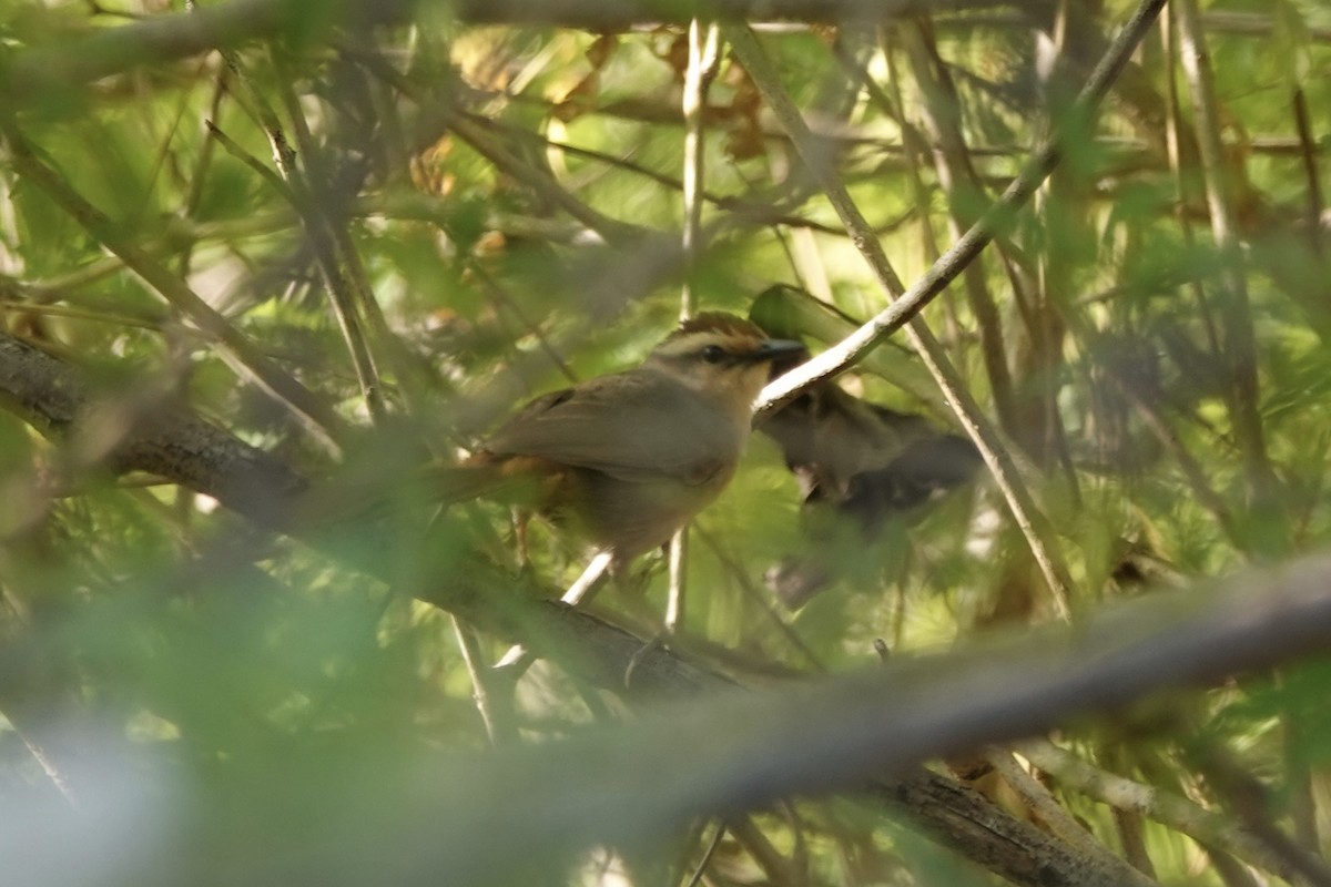 Buff-banded Bushbird - Untung Sarmawi