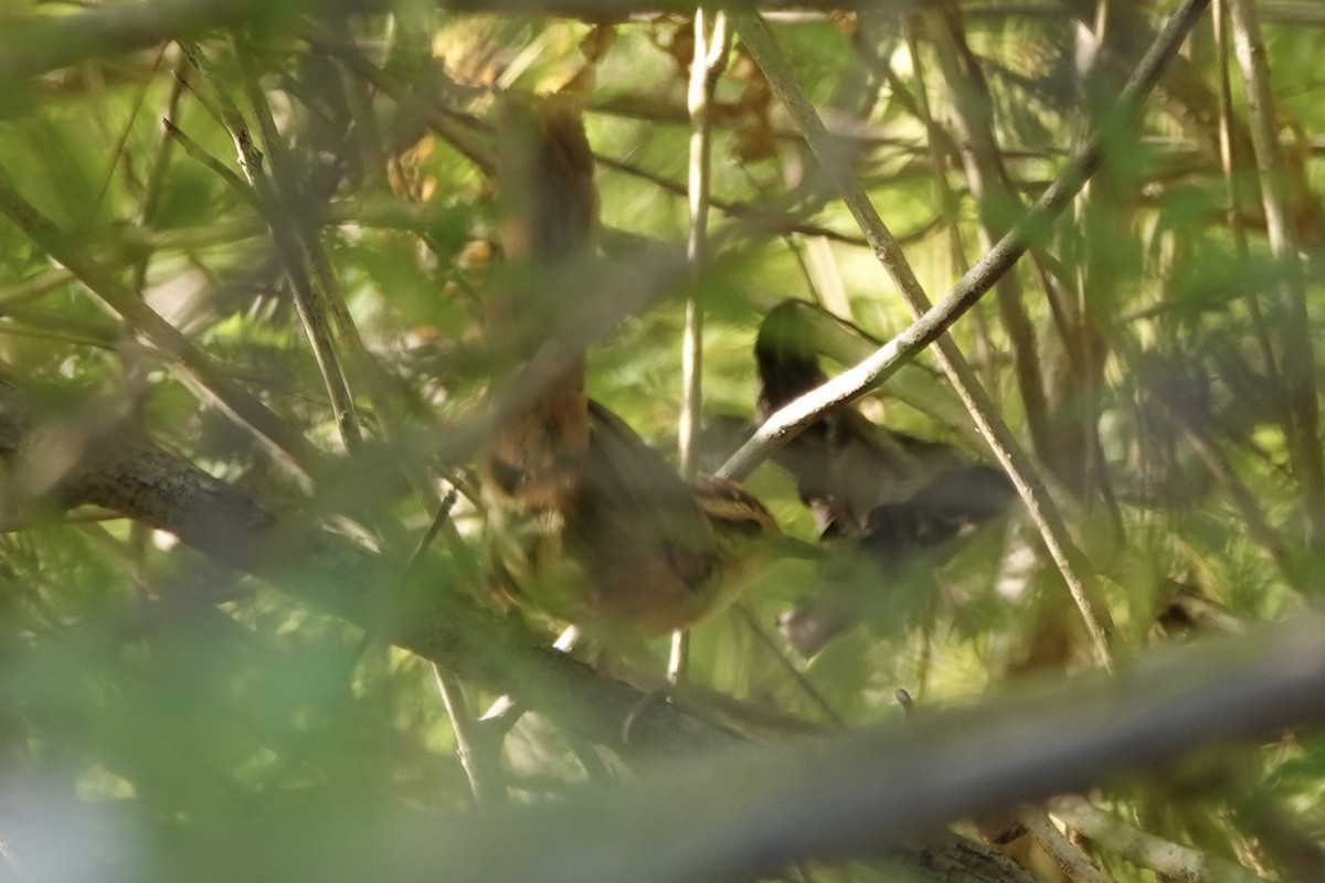 Buff-banded Bushbird - ML625907459