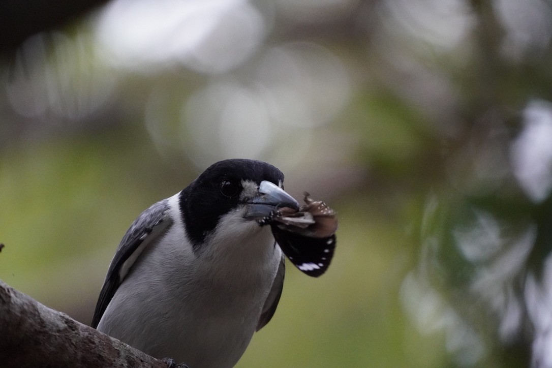 Gray Butcherbird - Matt Egan