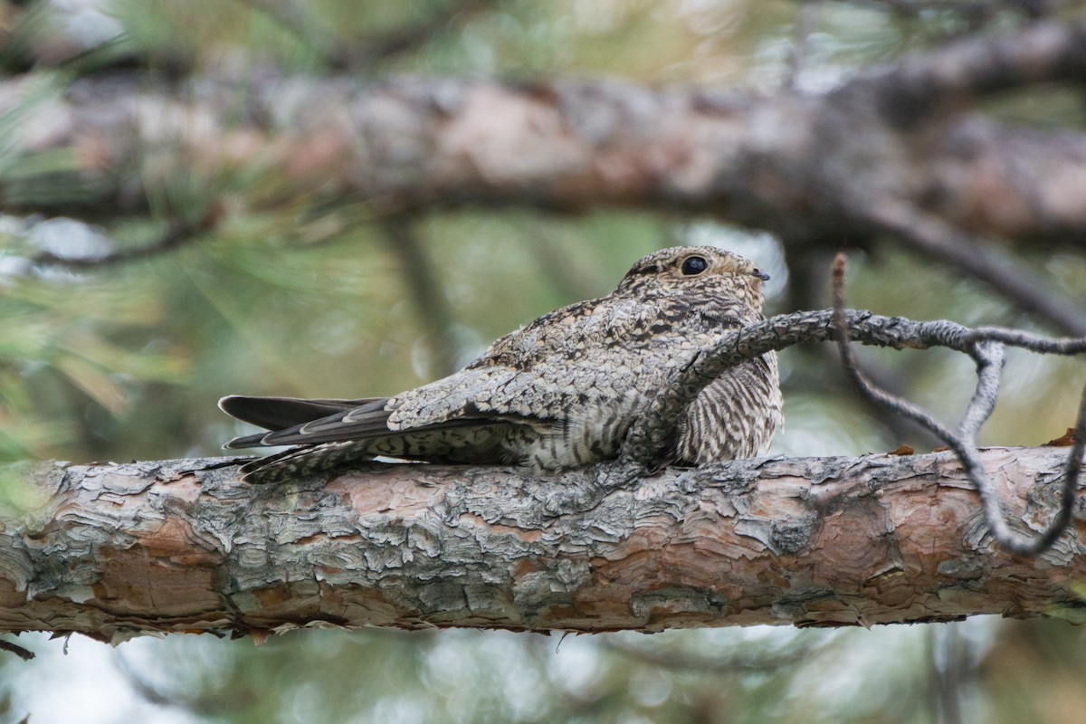 Common Nighthawk - ML625907462