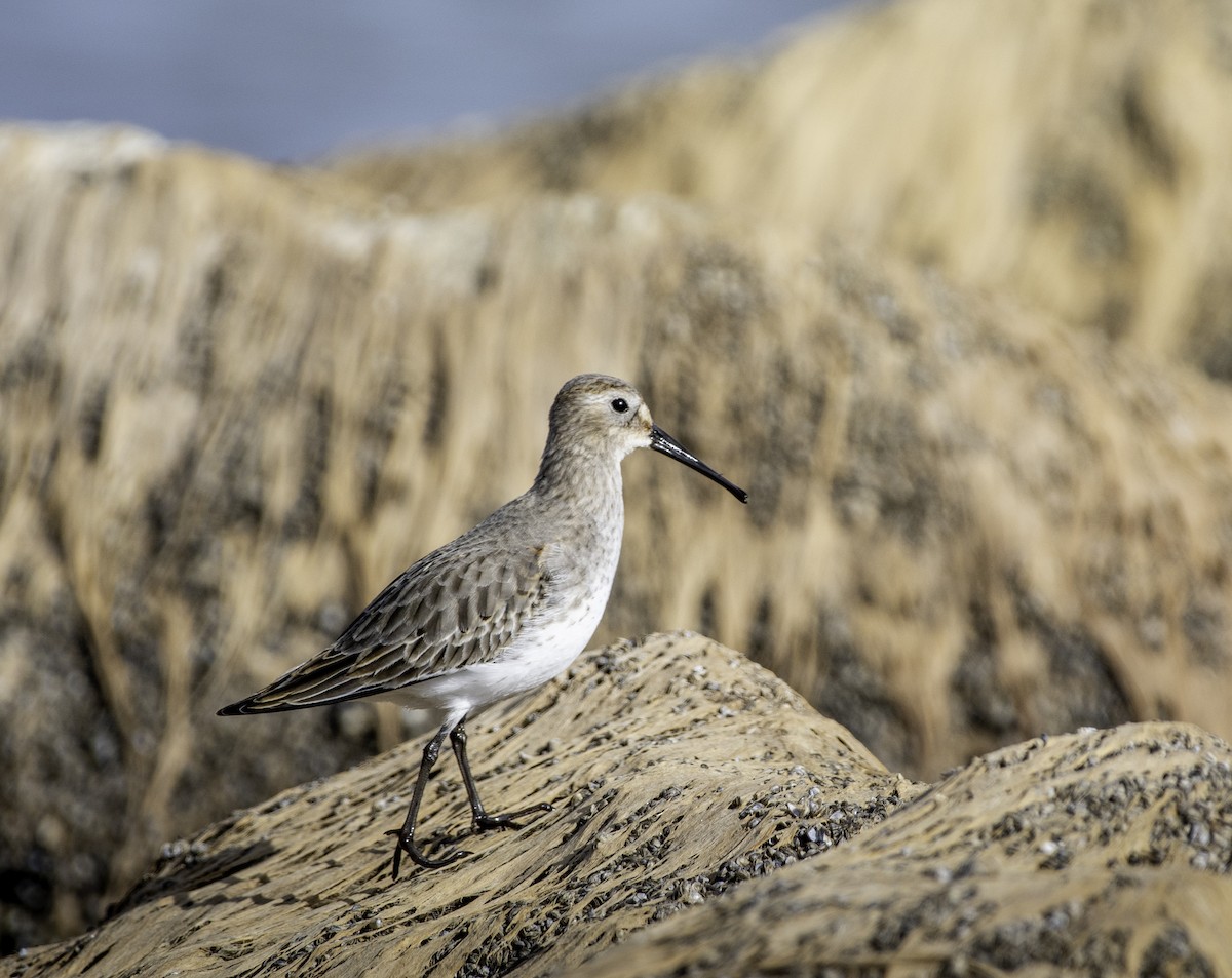 Dunlin - ML625907470