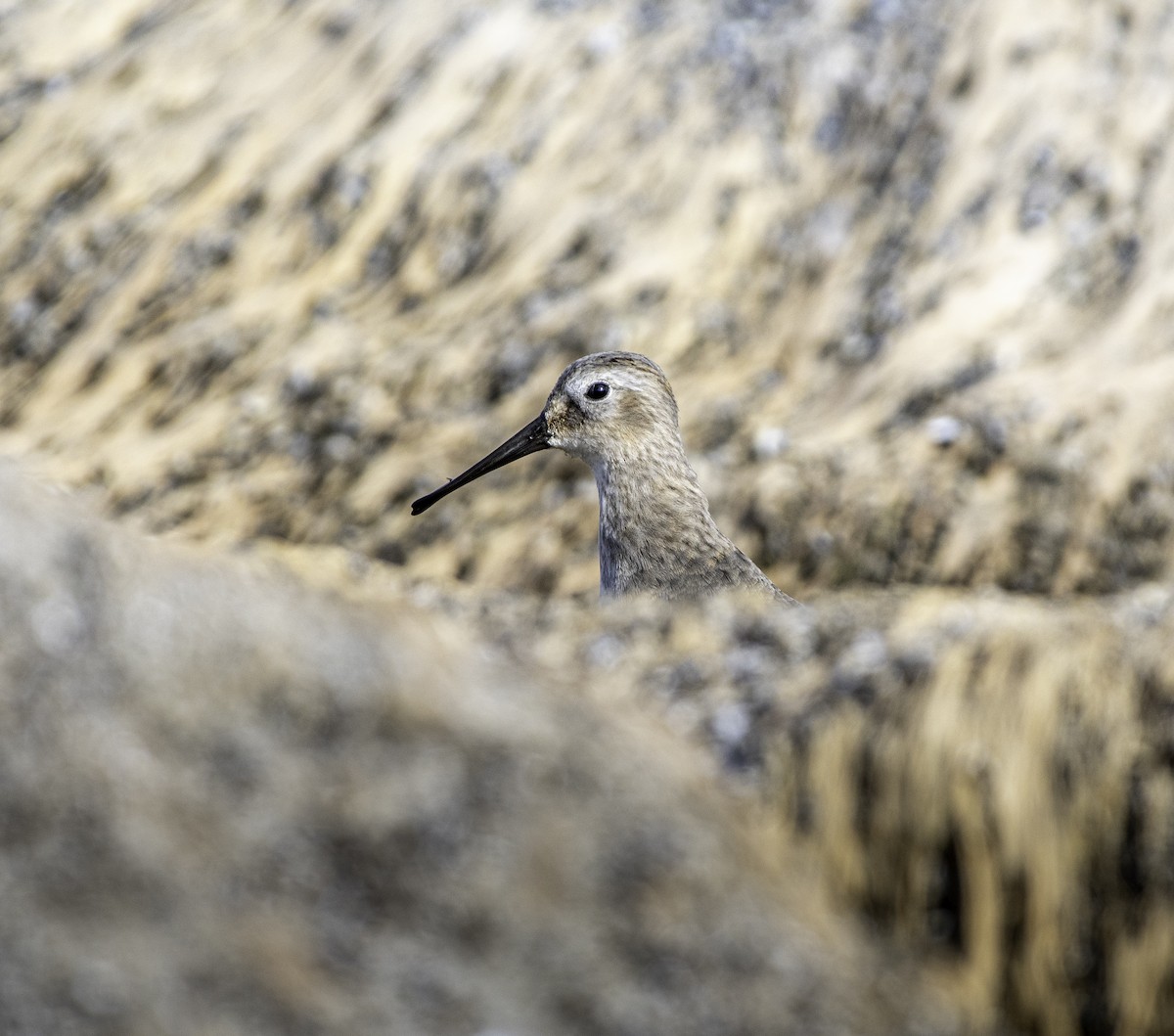 Dunlin - ML625907471