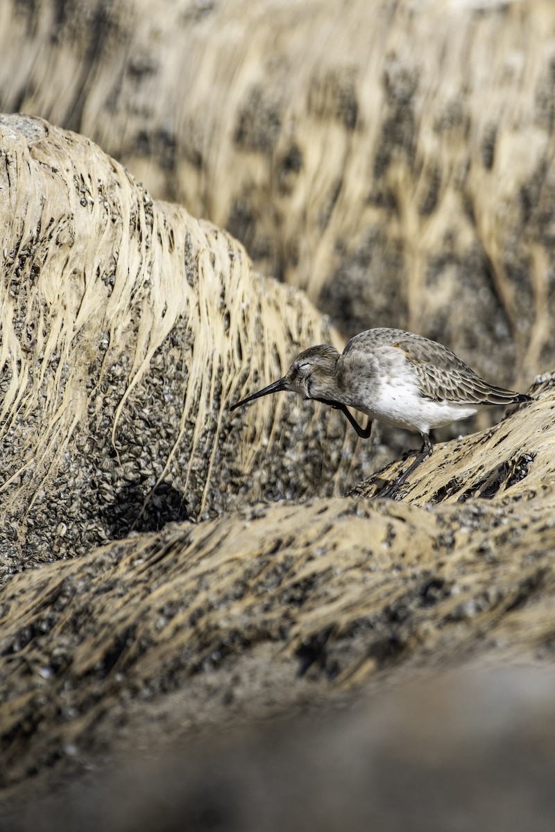 Dunlin - ML625907472