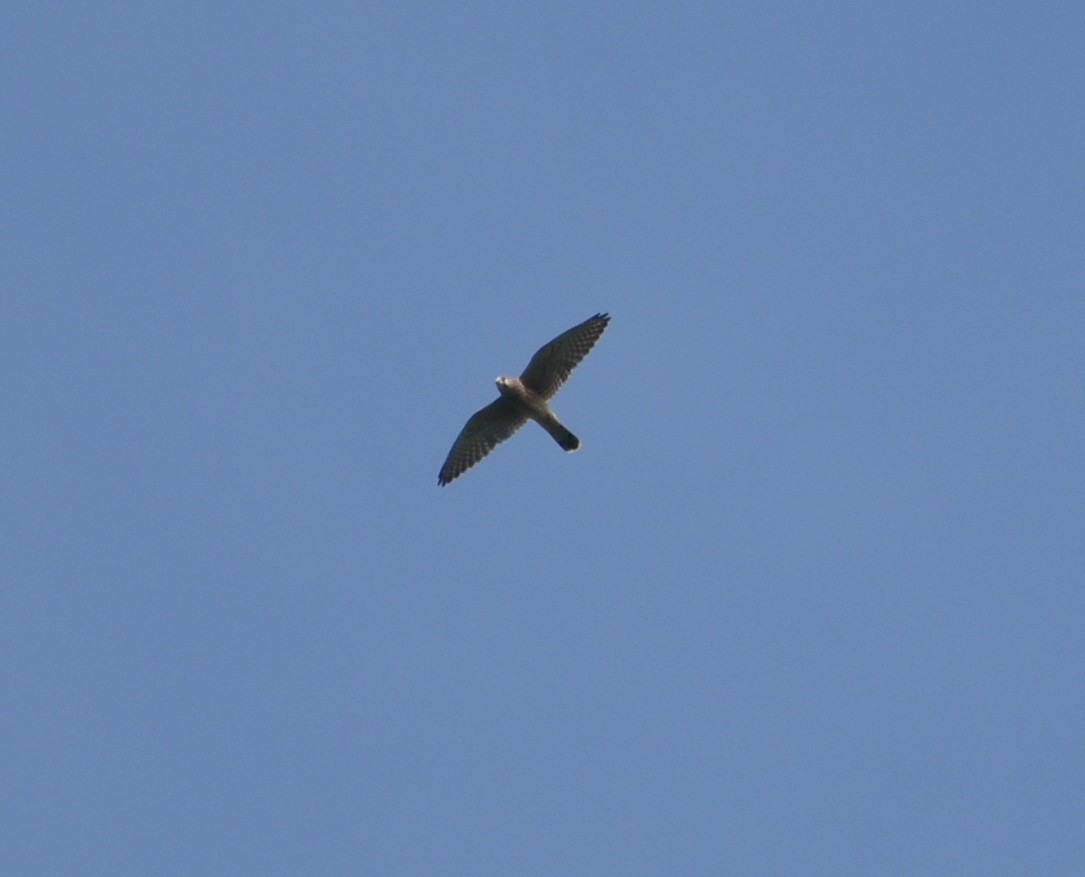 Eurasian Kestrel - ML625907473