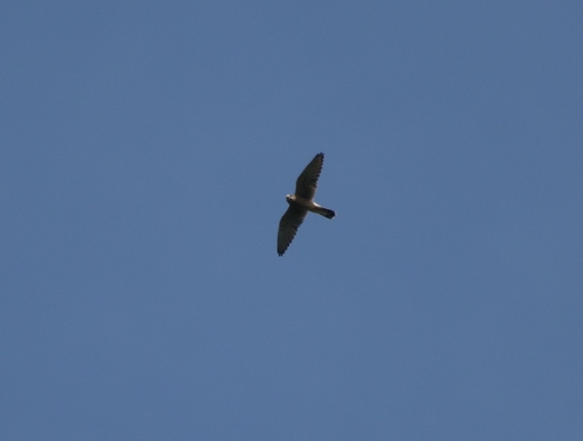 Eurasian Kestrel - ML625907474