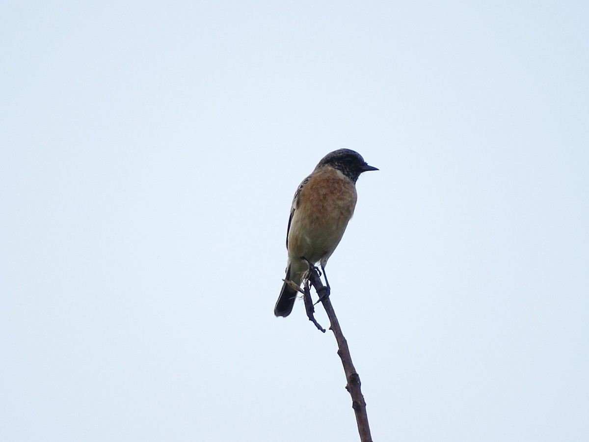 Siberian Stonechat - ML625907476