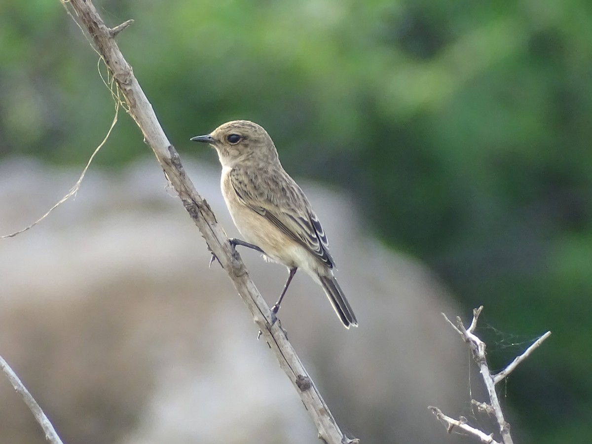 Siberian Stonechat - ML625907477