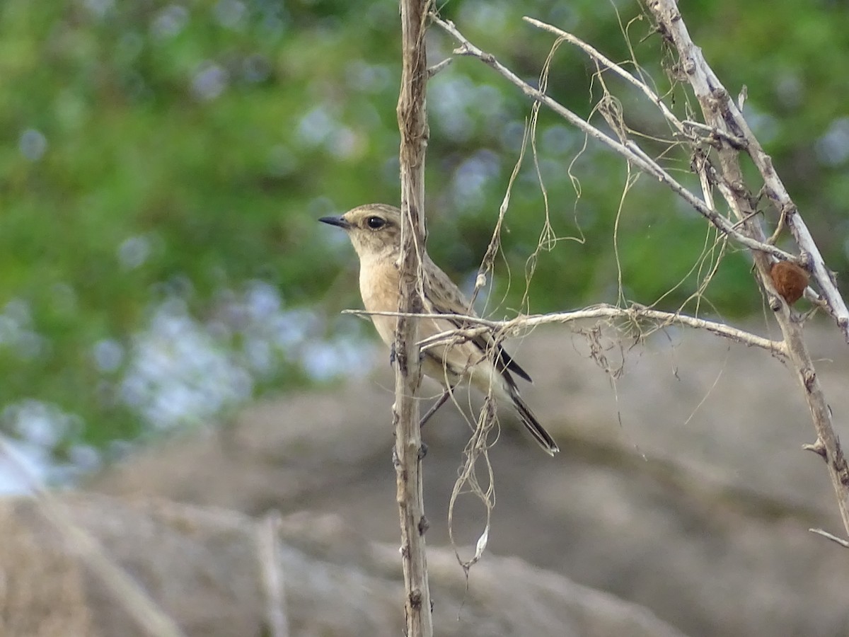 Siberian Stonechat - Sakthi Chinnakannu