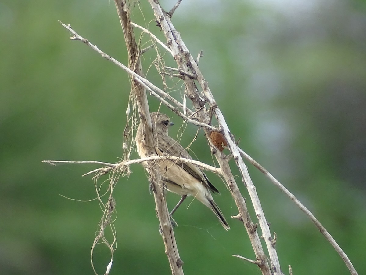 Siberian Stonechat - ML625907479