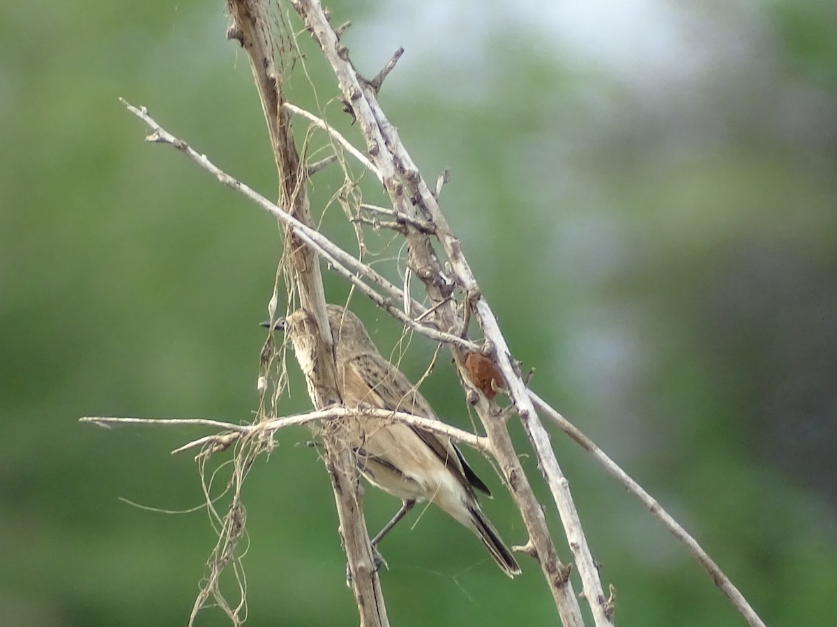 Siberian Stonechat - ML625907480