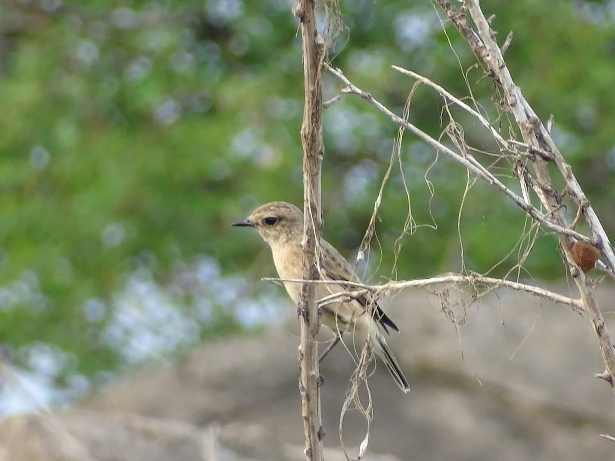 Siberian Stonechat - ML625907481