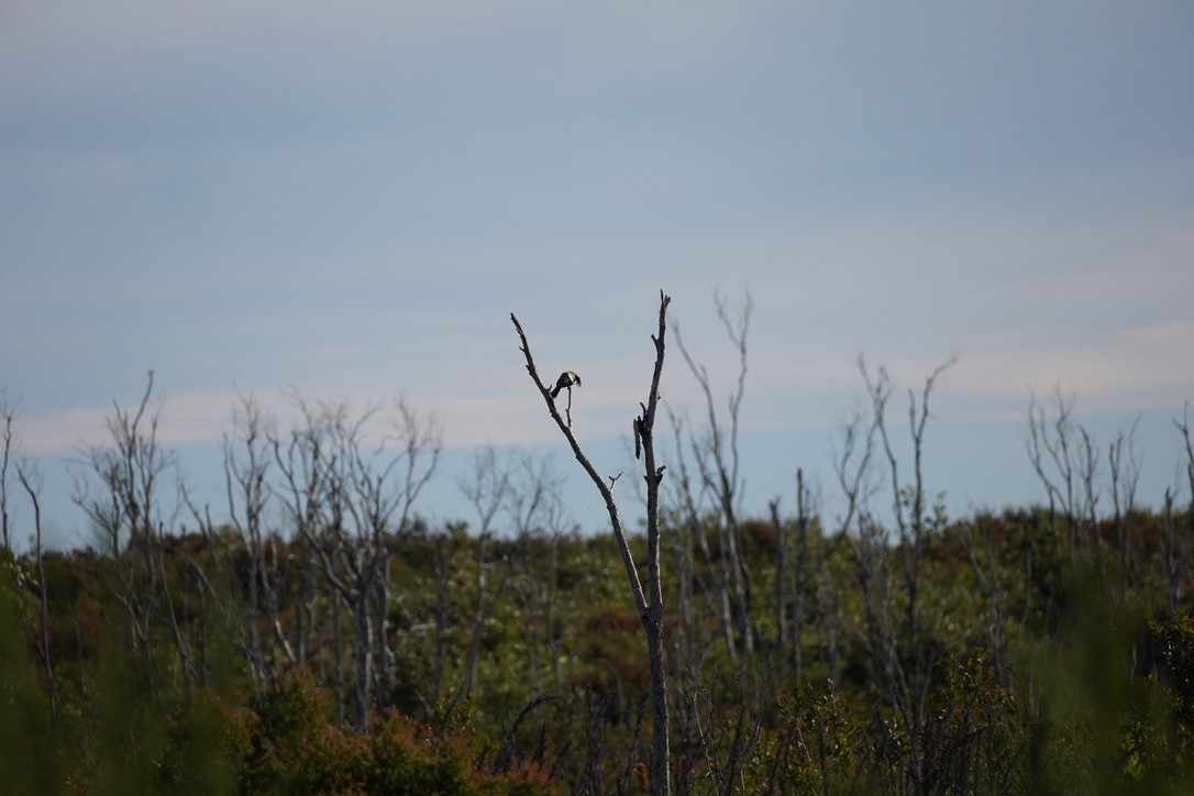 Noisy Friarbird - ML625907482