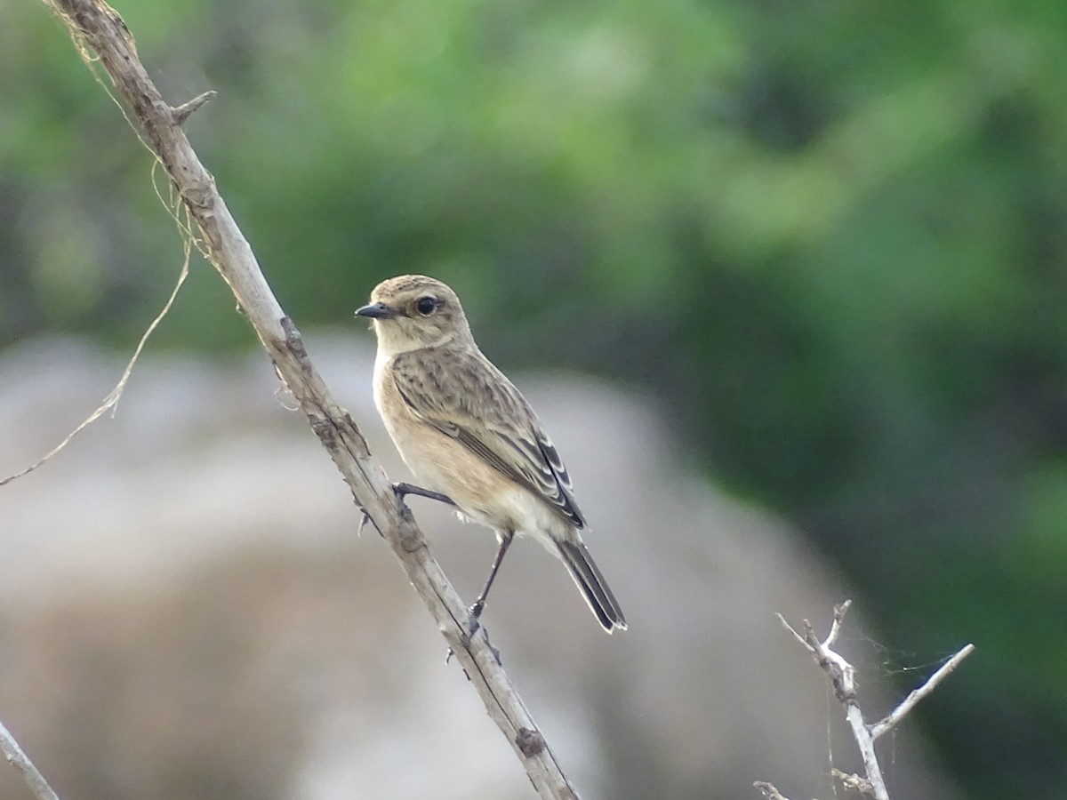 Siberian Stonechat - ML625907483