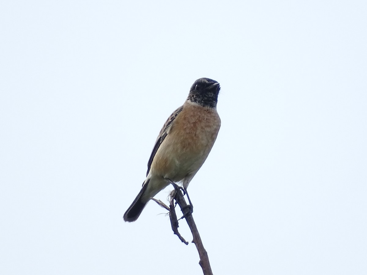 Siberian Stonechat - ML625907484