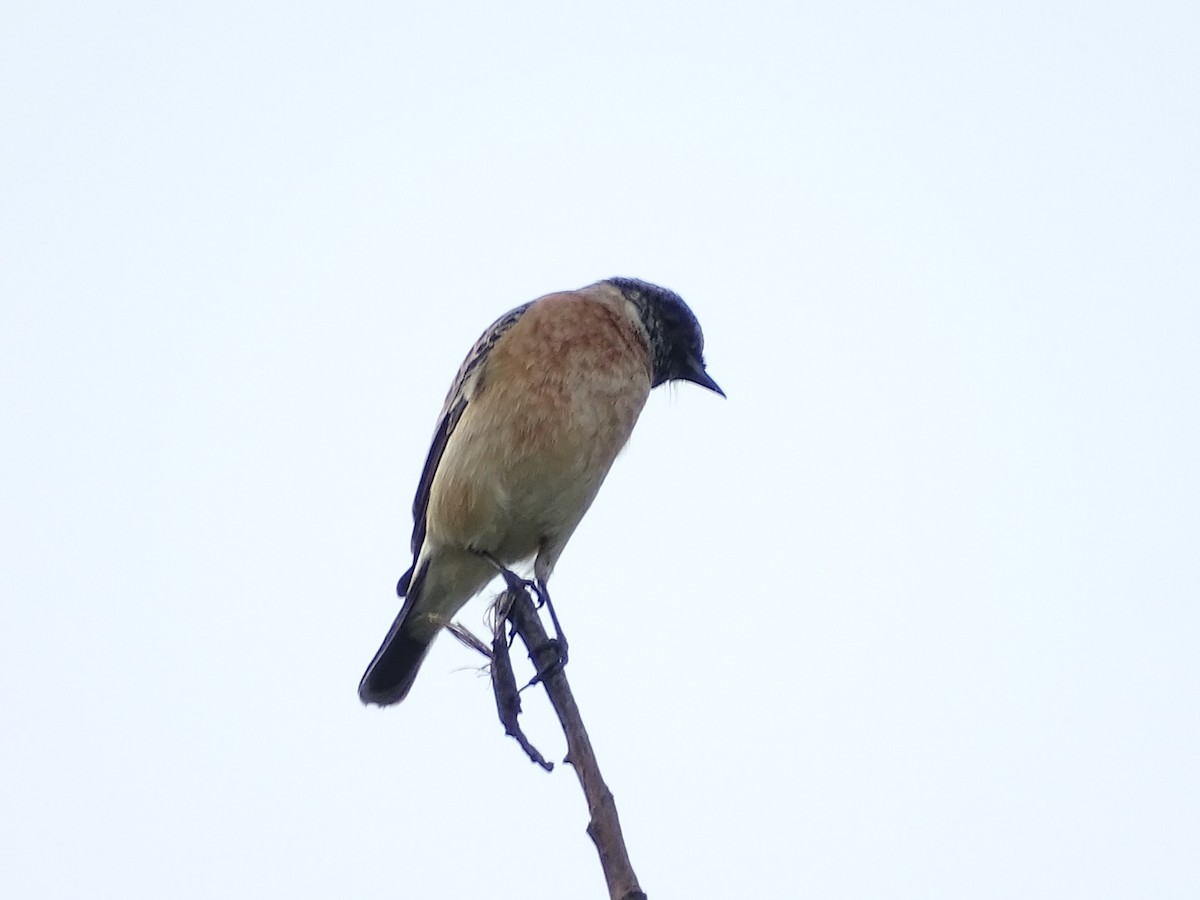 Siberian Stonechat - ML625907485