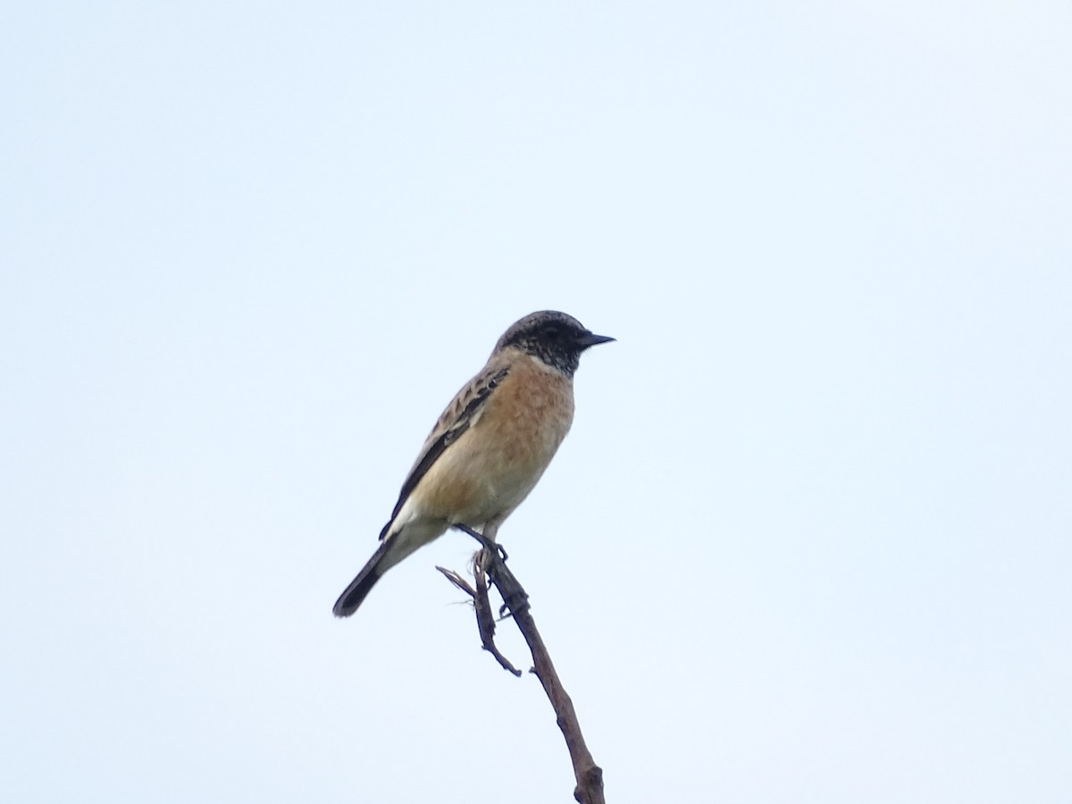 Siberian Stonechat - ML625907486