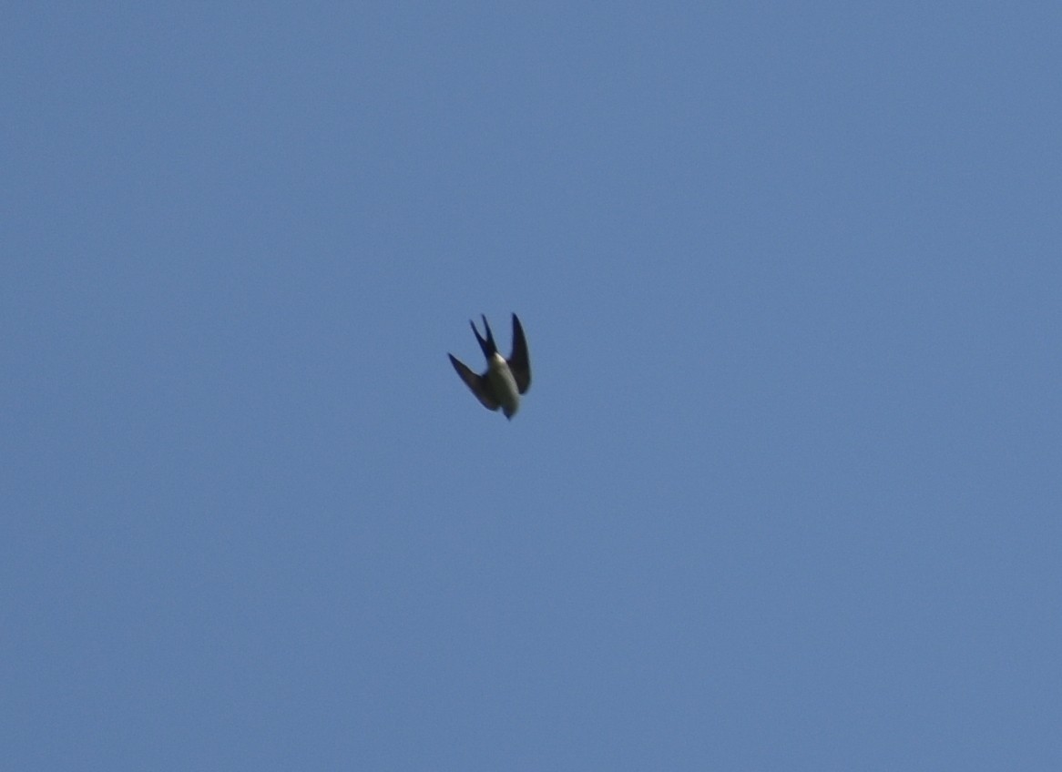 Eastern Red-rumped Swallow - ML625907487