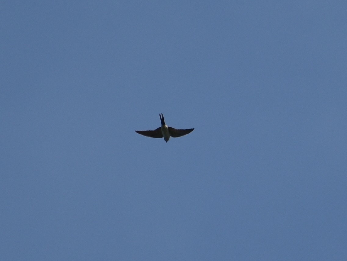 Eastern Red-rumped Swallow - ML625907488