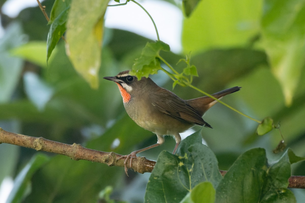 Siberian Rubythroat - ML625907489