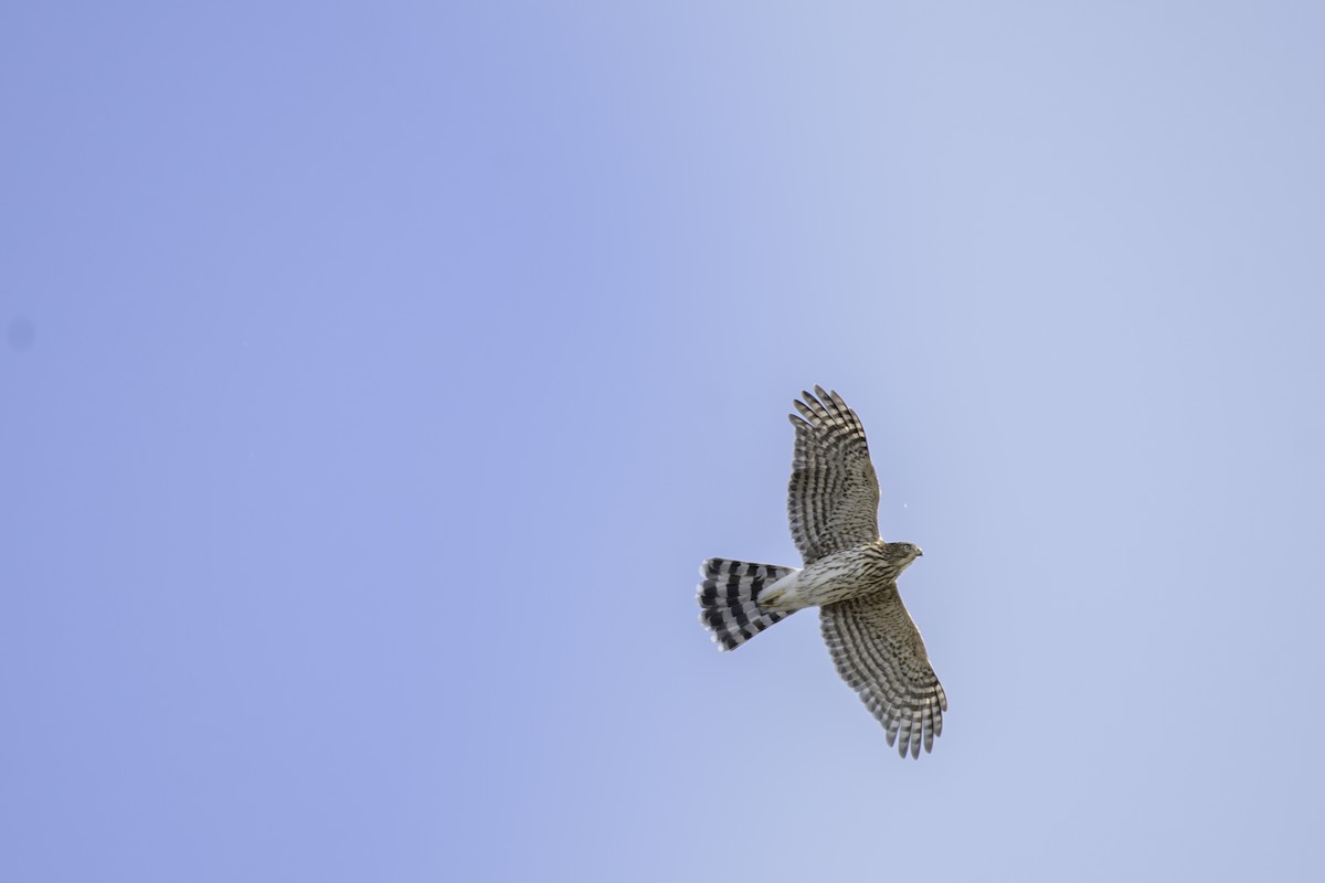 Sharp-shinned Hawk - ML625907490