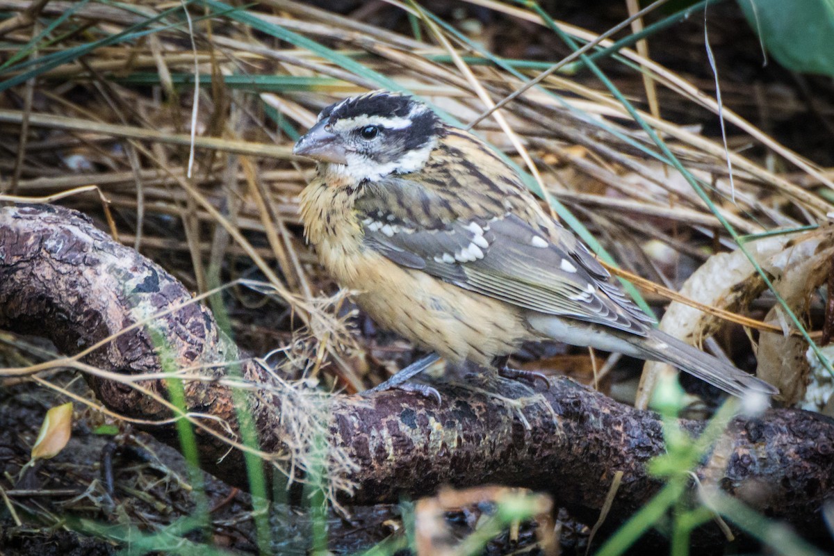 Black-headed Grosbeak - ML625907491