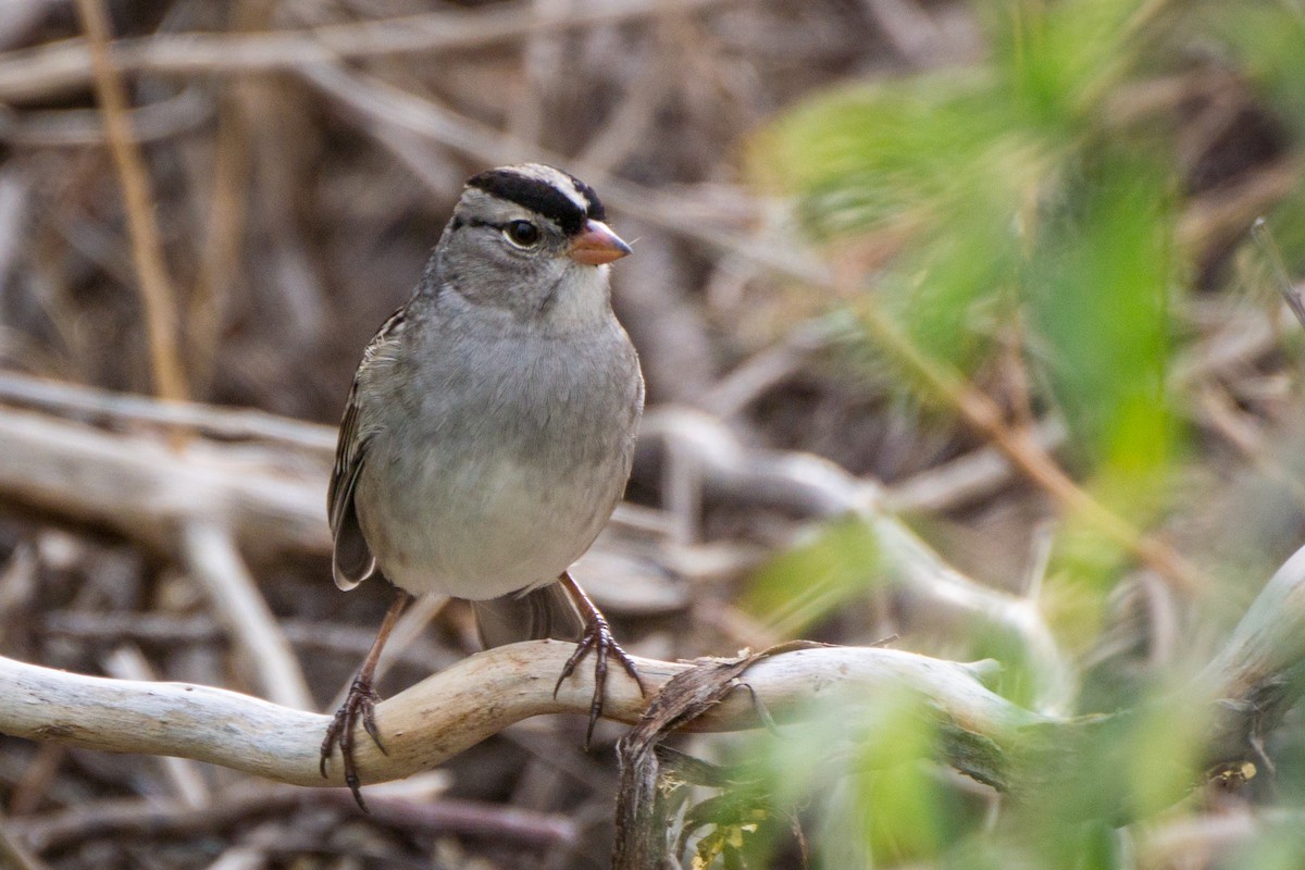 White-crowned Sparrow - ML625907492