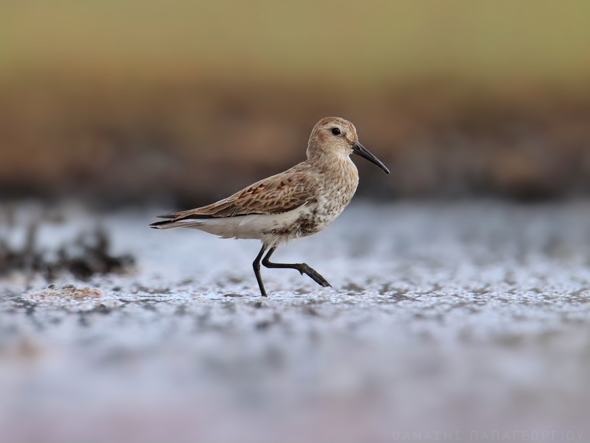 Dunlin - Thanasis Papageorgiou