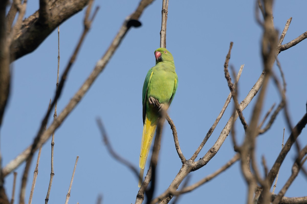 Rose-ringed Parakeet - ML625907494