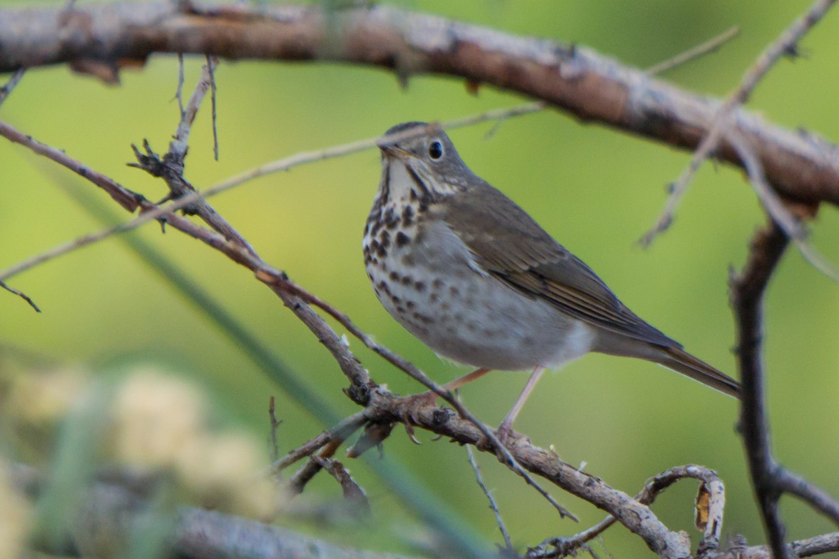 Hermit Thrush - ML625907495