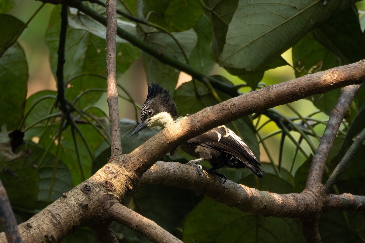 Heart-spotted Woodpecker - ML625907496