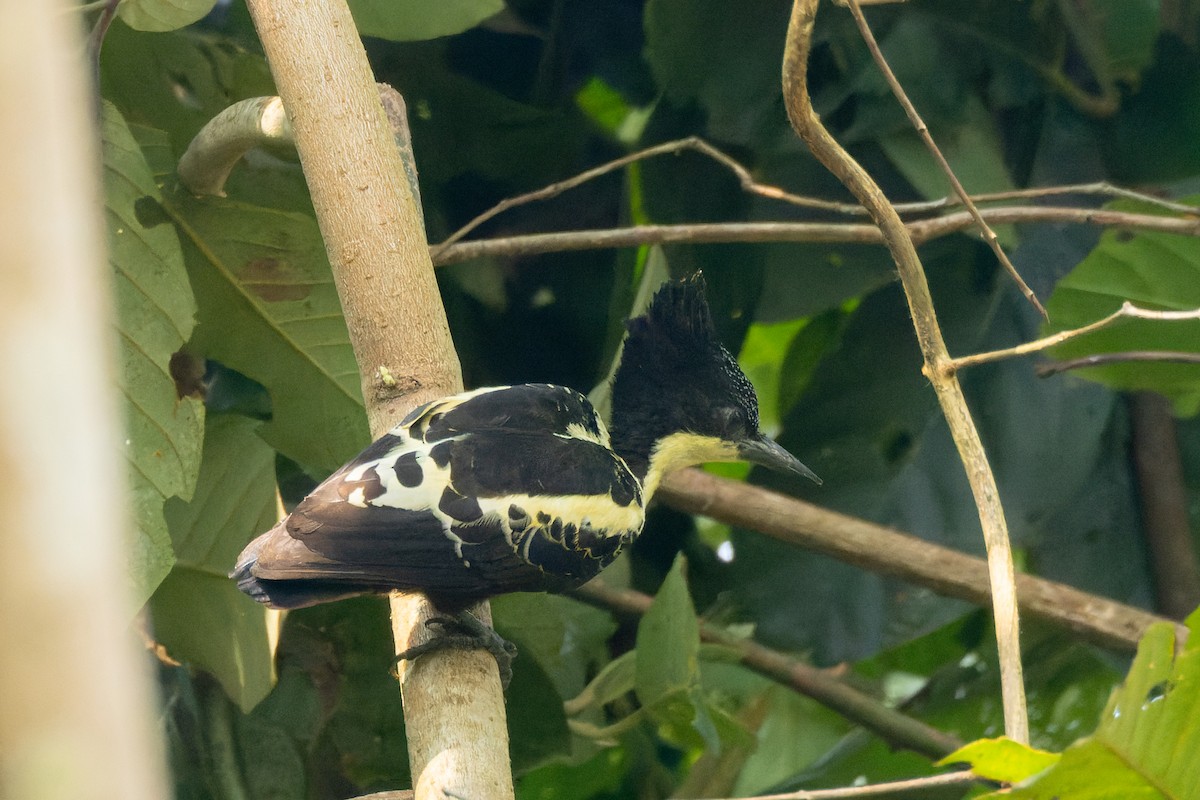 Heart-spotted Woodpecker - ML625907497