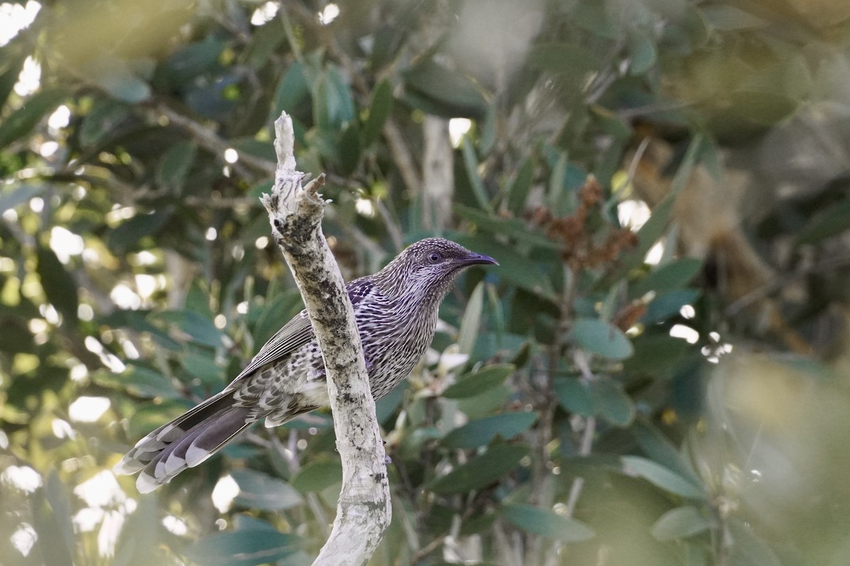 Little Wattlebird - ML625907500