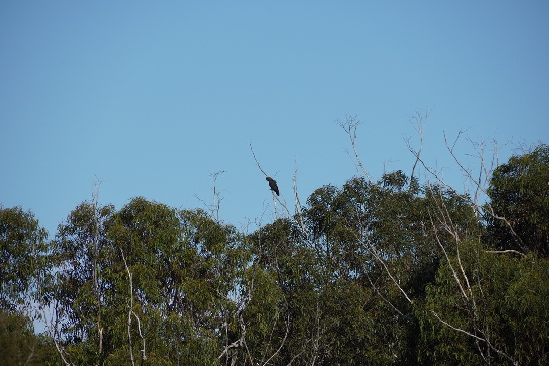 Glossy Black-Cockatoo - ML625907502