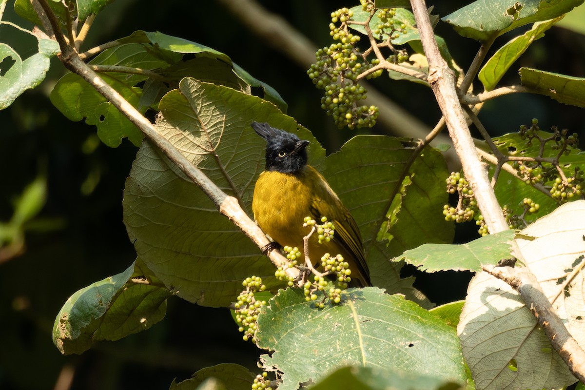 Bulbul à huppe noire - ML625907503