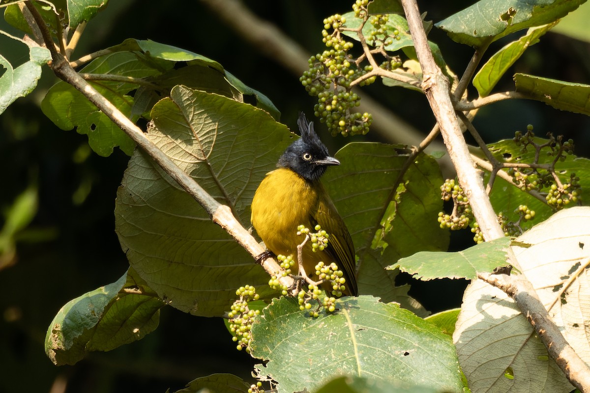 Bulbul à huppe noire - ML625907504