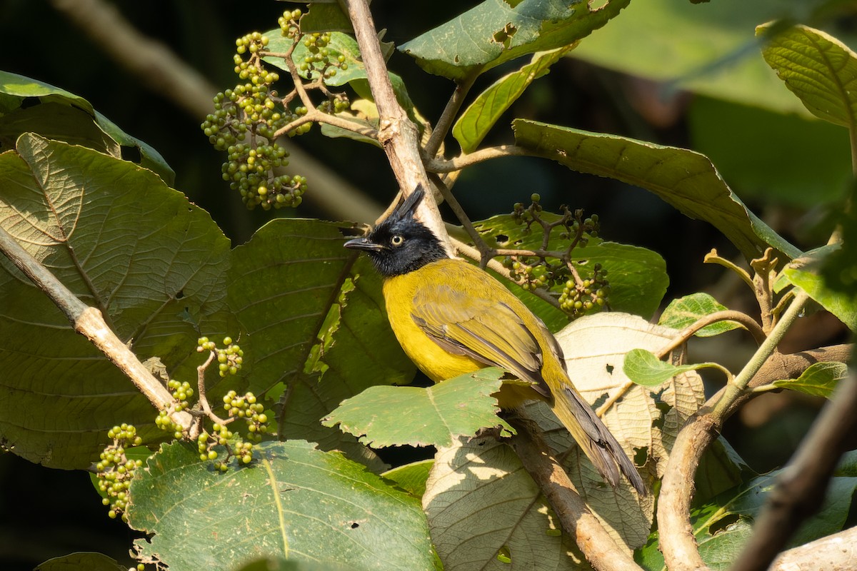 Bulbul à huppe noire - ML625907505