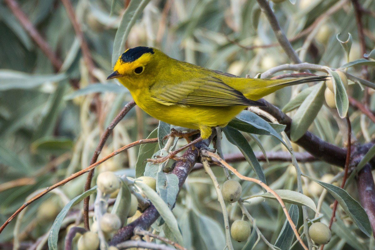 Wilson's Warbler - ML625907508