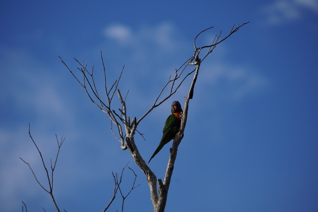 Rainbow Lorikeet - ML625907509