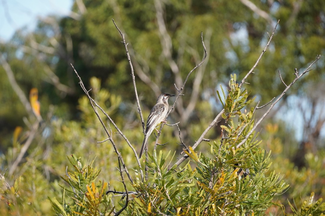 Red Wattlebird - ML625907511