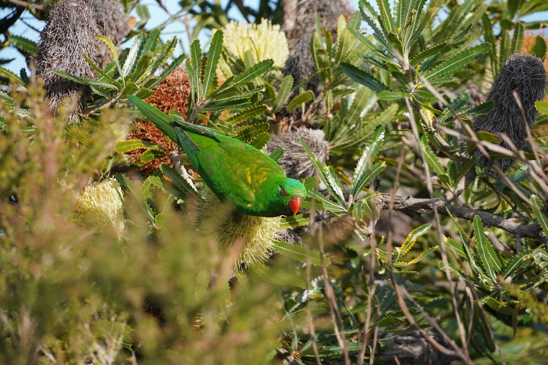 Scaly-breasted Lorikeet - ML625907512