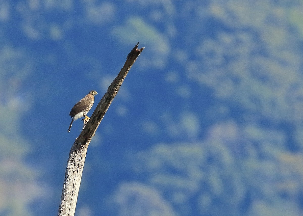 Crested Goshawk - ML625907517